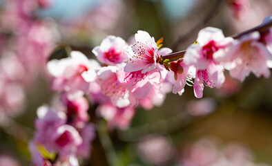 Naklejka premium Blooming peach flowers on twig, spring flowering of peach tree