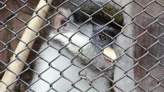 close up - monkey face in cage