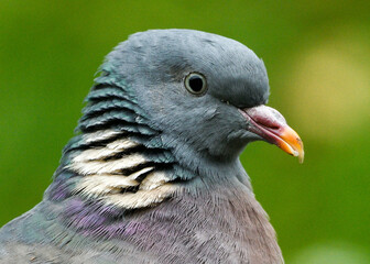 Wood Pigeon