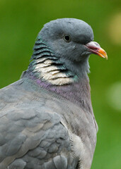 Wood Pigeon