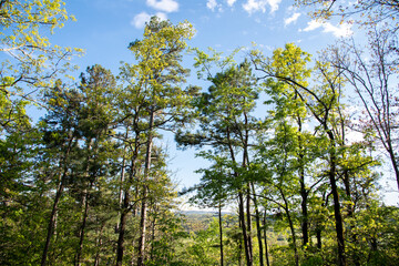 Fototapeta premium Pines