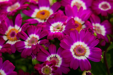 Obraz premium Closeup of richly blooming cineraria mauve flowers on background of green foliage