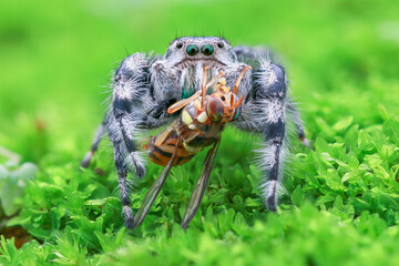 Phidippus adumbratus