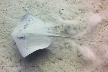 Fototapeta na wymiar Giant sting Ray on sand 