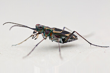 Tiger beetle on the floor