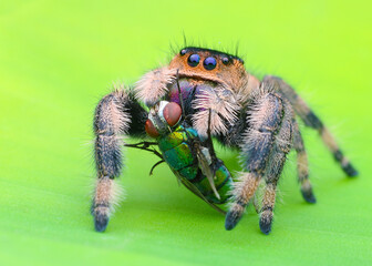 Phidippus regius female with prey