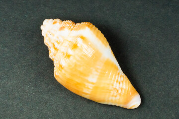Florida fighting conch shell