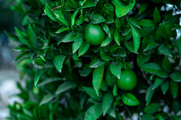 green citrus fruits among foliage close up