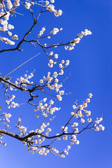 青空を背景に満開の白梅を写す	