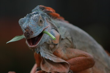 bearded dragon lizard