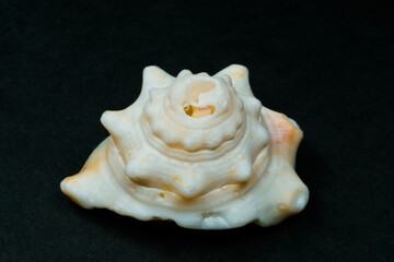 Apple murex seashell on black