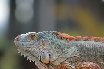 close up of iguana
