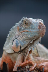 portrait of iguana