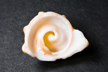 Inner spiral of apple murex shell