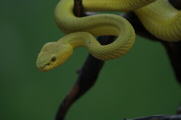 snake in the grass