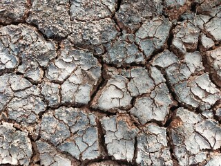 bark texture. Cracked soil