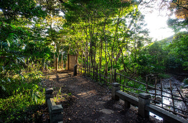 nature, plant,tree,.leaves,snapshot,wildflower,bug,woodfence,