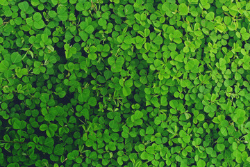 Abstract green leaves texture nature background