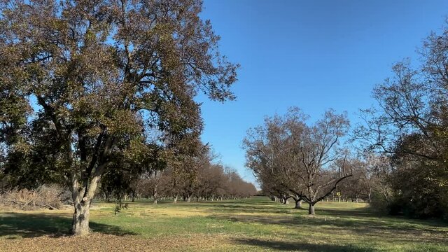 Leaves blowing in the wind from pecan trees on a plantation orchard