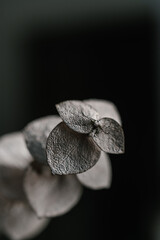 Decorative dried flower on a black background.