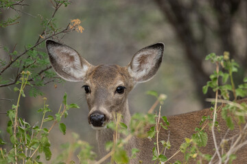 Closeup of beautiful white tail deer in the field - obrazy, fototapety, plakaty