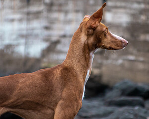 Dog playing at the
Beach