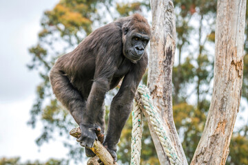 Female Western Low Land Gorilla