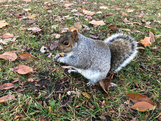 squirrel eating nut