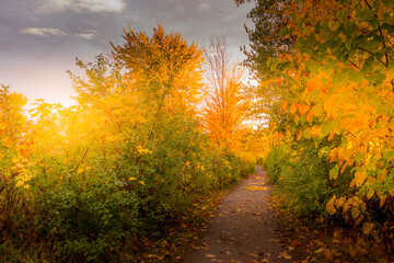Colorful beautiful Autumn landscaping Ottawa Ontario Canada
