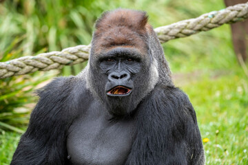 Male Silverback Western Low Land Gorilla