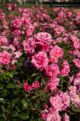 Pink roses blooming in the park. View of Rosa Palmengarten Frankfurt flowers blossoming in the garden. Beautiful natural texture and pattern. 