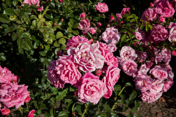 Floral. Closeup view of Rosa Palmengarten Frankfurt flowers of pink petals, blooming in spring in the garden. 