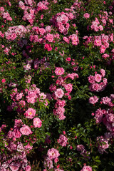 Pink roses blooming in the park. View of Rosa Palmengarten Frankfurt flowers blossoming in the garden. Beautiful natural texture and pattern. 