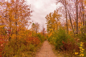 Obraz premium Colorful beautiful Autumn landscaping Ottawa Ontario Canada