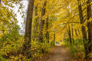 Obraz premium Colorful beautiful Autumn landscaping Ottawa Ontario Canada