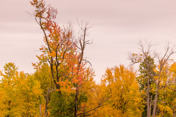 Colorful beautiful Autumn landscaping Ottawa Ontario Canada