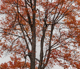 Red maple tree in Autumn