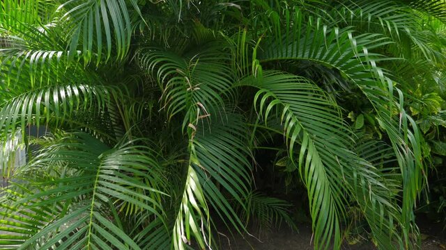 Tropical plants growing in caribbean garden, closeup