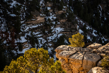 Trees and Rocks Alongside the South Rim Trail