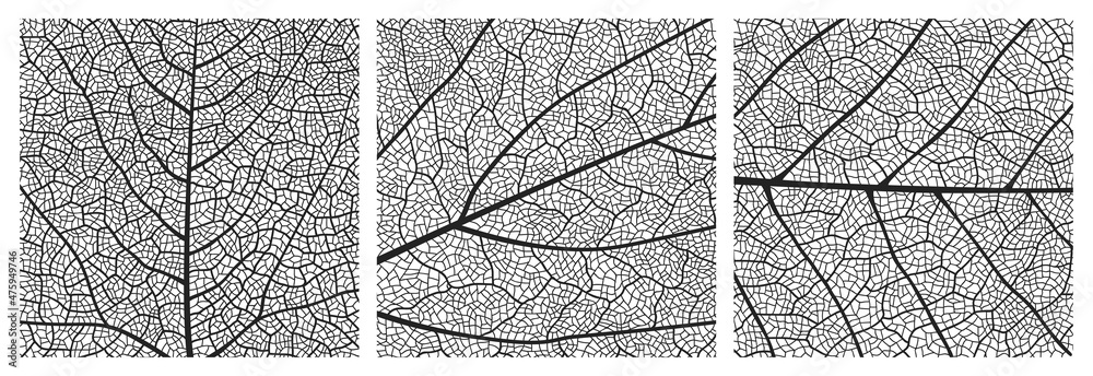 Wall mural leaf texture pattern with veins and cells. close up leaf pattern background of vector plant or tree 