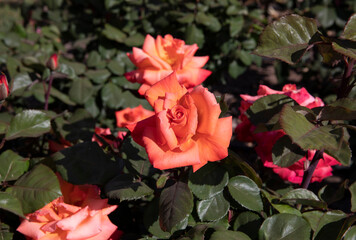 Orange roses blooming in the garden. Closeup view of Rosa Christophe Colomb green leaves and orange flowers, blooming in the park in spring. 