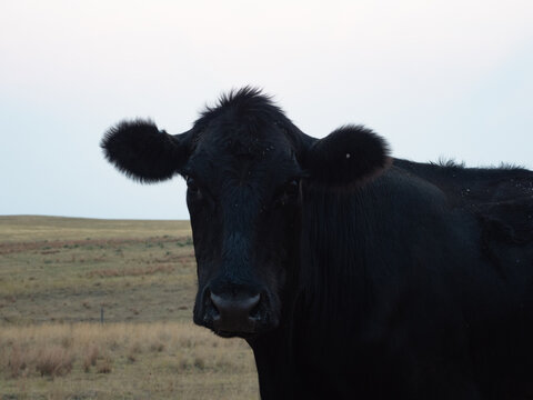 Close Up of Black Angus Cow with Flies on its Face