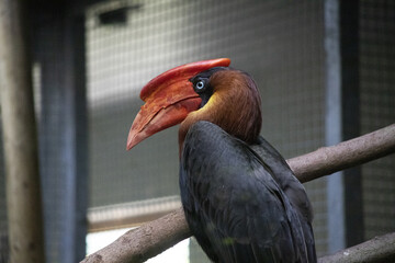 Portrait of a knobbed hornbill perched on a tree branch in the Colchester Zoo, England © Dave 12/Wirestock