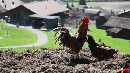 Farm grown hens feasting at eco farm Switzerland