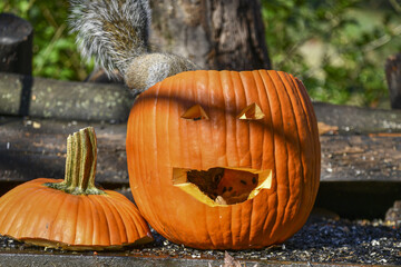 Squirrel eating inside of the pumpkin