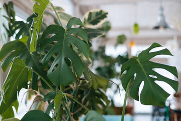 Beautiful and unusual monstera leaves against the background of other green plants and branches. Monstera thai constellation variegated beautiful foliage tropical plants