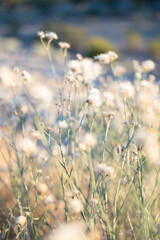 Fototapeta premium Flowers