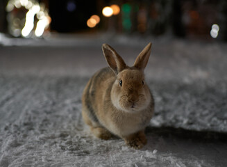 rabbit in the snow