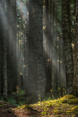 Obraz premium Sunbeams through fog illuminating moss covered forest floor