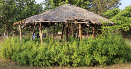 Fototapeta na wymiar Wood and its hay hut 